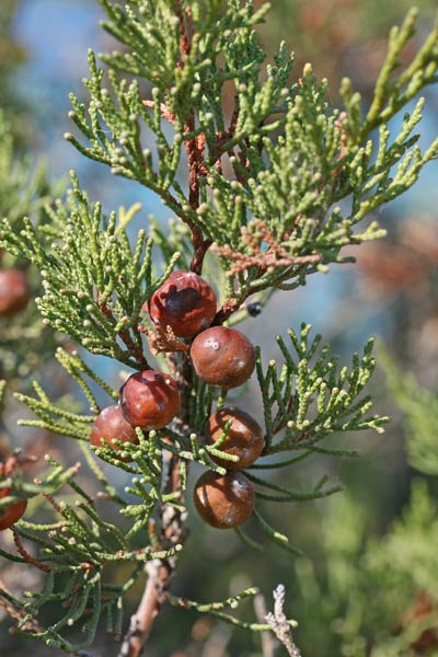 Juniperus turbinata, Ginepro turbinato,Ghiniparu femina, Jaccia, Nìberu, Zinnipiri femina, Zinnibiri masedu