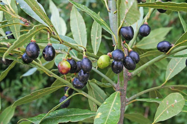 Laurus nobilis, Alloro, Lauro, Agliau, Araru, Labru, Laru, Lau, Lavru, Loro, Loru