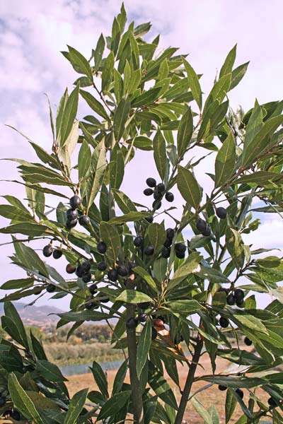 Laurus nobilis, Alloro, Lauro, Agliau, Araru, Labru, Laru, Lau, Lavru, Loro, Loru