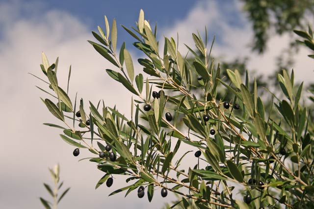 Olea europaea, Oleastro, Olivo selvatico, Allastu, Obieddu, Ollastru, Ollastu, Ollastu crabinu, Ollastu fèmina, Ozzastru, Uddastru