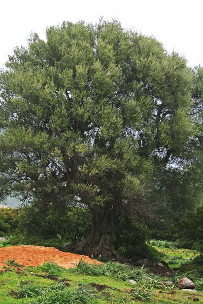 Olea europaea, Oleastro, Olivo selvatico, Allastu, Obieddu, Ollastru, Ollastu, Ollastu crabinu, Ollastu fèmina, Ozzastru, Uddastru