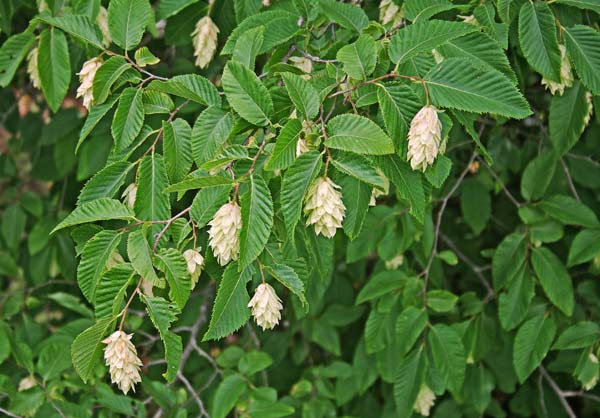 Ostrya carpinifolia, Carpino nero, Alinu ’e monte, Aurri, Carpinu de massoni