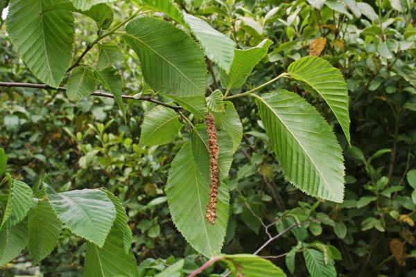 Ostrya carpinifolia, Carpino nero, Alinu ’e monte, Aurri, Carpinu de massoni