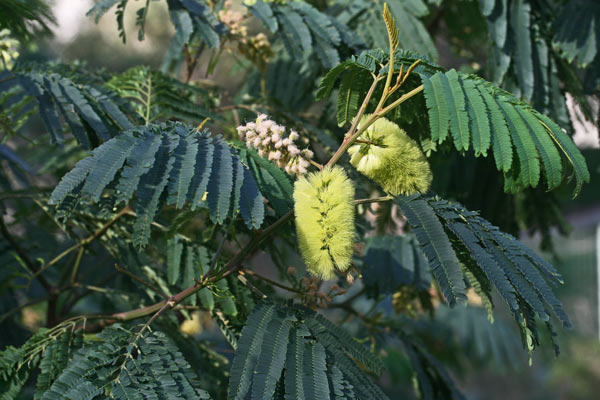 Paraseranthes lophanta, Albizia gialla, Albizia piumosa