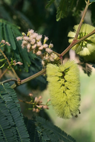 Paraseranthes lophanta, Albizia gialla, Albizia piumosa