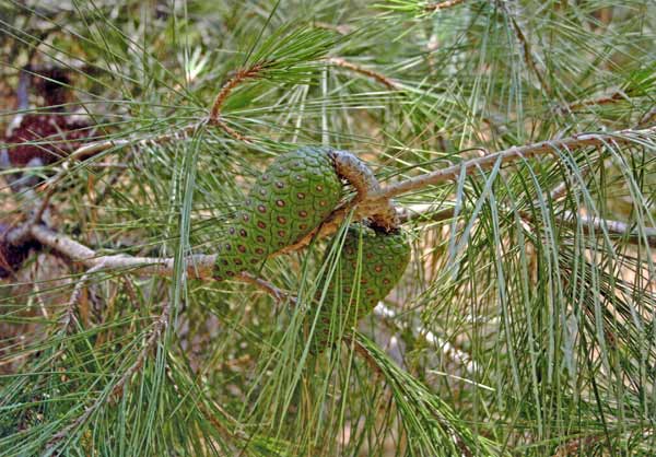 Pinus halepensis, Pino d'Aleppo, Cumpingiu burdu, Oppinu, Oppinu burdu