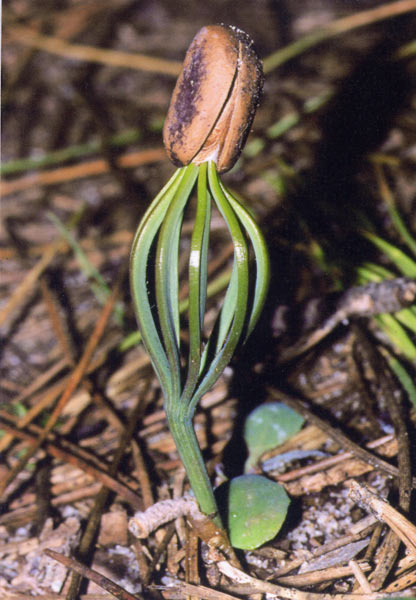 Pinus pinea, Pino da pinoli, Pino domestico, Cumpingiu, Pinu