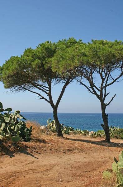Pinus pinea, Pino da pinoli, Pino domestico, Cumpingiu, Pinu