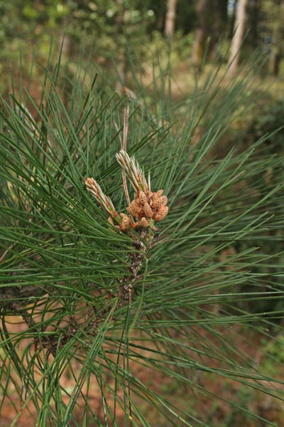 Pinus radiata, Pino insigne, P. di Monterey, Pinu