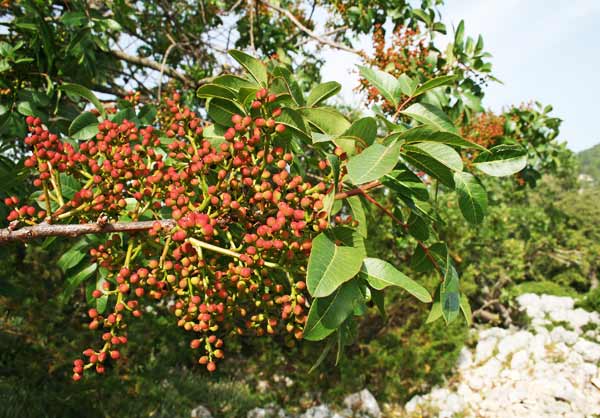 Pistacia terebinthus, Cornucopia, Scornabecco, Spaccasasso, Terebinto, Chessa ‘e monte, Codora, Kessa era, Modditzi era