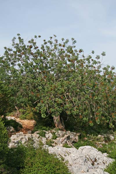 Pistacia terebinthus, Cornucopia, Scornabecco, Spaccasasso, Terebinto, Chessa ‘e monte, Codora, Kessa era, Modditzi era