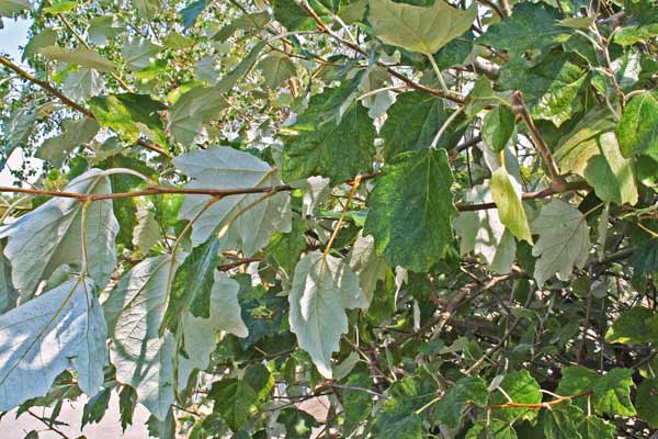 Populus alba, Pioppo bianco, Costhiarvu, Fustialbu, Fustiarvu, Linna bianca, Linnarbu, Ustiarvu