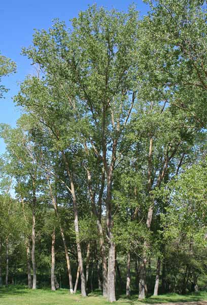 Populus nigra, Pioppo nero, Costhiarvu nieddu, Fustialbu nieddu, Linnarbu, Pioppu, Pubulìa, Puglielma puntuda