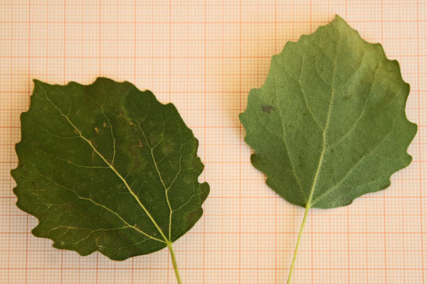 Populus tremula, Pioppo tremolo, Pioppo tremulo, Costialvu tremulu, Costiarvu, Fustialbu tremulu, Fustialvu tremulu, Linnarbu tremulosu, Linnarbu tremulu, Pioppu tremulosu