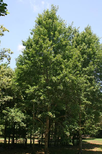 Populus tremula, Pioppo tremolo, Pioppo tremulo, Costialvu tremulu, Costiarvu, Fustialbu tremulu, Fustialvu tremulu, Linnarbu tremulosu, Linnarbu tremulu, Pioppu tremulosu