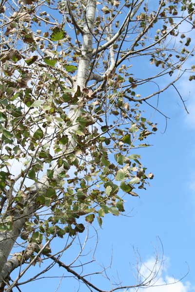 Populus x canadensis, Pioppo del Canadà, Linnarbu