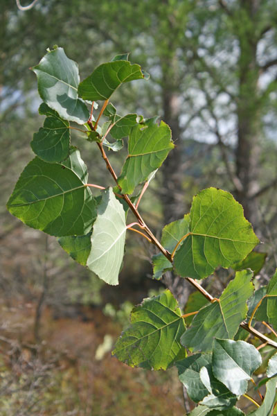 Populus x canadensis, Pioppo del Canadà, Linnarbu