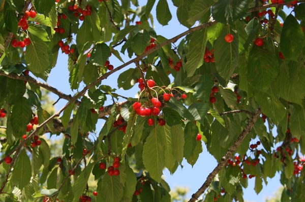 Prunus avium, Ciliegio, Ariasa agreste, Cariasa, Cerexia aresti, Cerexia burda, Cerexia imbriaga, Ghinda