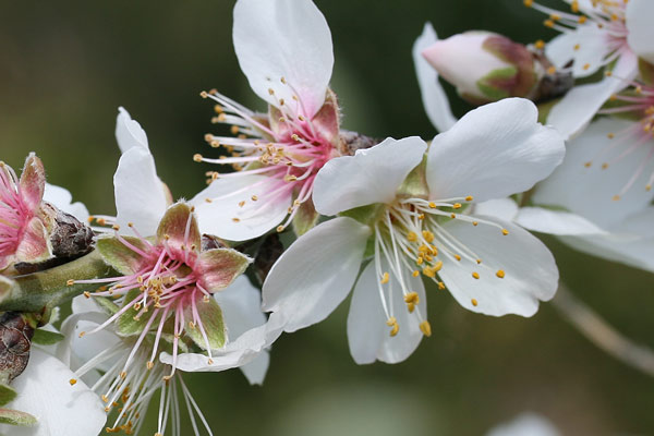 Prunus amygdalus, Mandorlo, Amendola, Amendula, Cuccuia, Mella, Mendua, Menduledda, Mendurla, Mindula, Mendula, Mendura