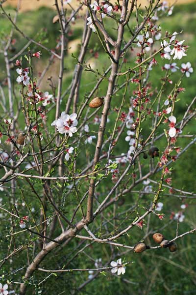 Prunus amygdalus, Mandorlo, Amendola, Amendula, Cuccuia, Mella, Mendua, Menduledda, Mendurla, Mindula, Mendula, Mendura