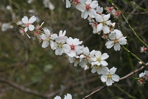 Prunus amygdalus, Mandorlo, Amendola, Amendula, Cuccuia, Mella, Mendua, Menduledda, Mendurla, Mindula, Mendula, Mendura