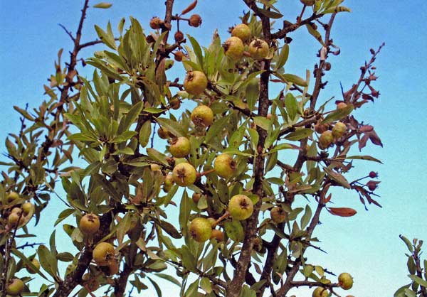 Pyrus spinosa, Perastro, Pero mandorlino, Perastru, Pirastru, Pirastu, Pireddu, Piroi, Piroi de boi