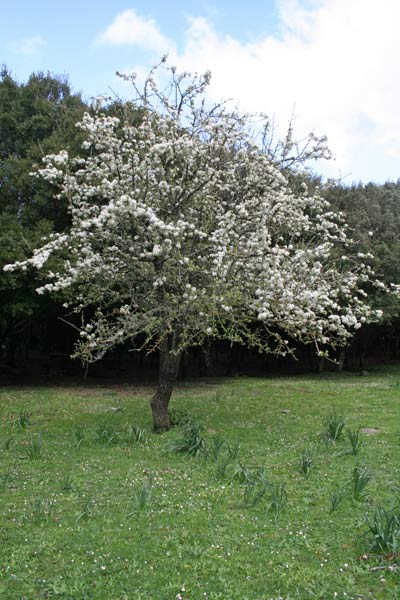 Pyrus spinosa, Perastro, Pero mandorlino, Perastru, Pirastru, Pirastu, Pireddu, Piroi, Piroi de boi