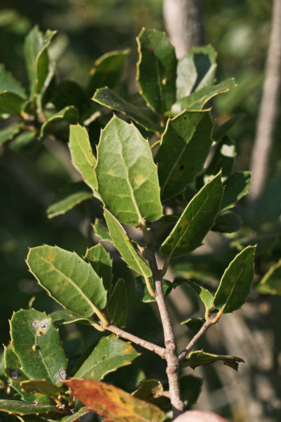 Quercus coccifera, Quercia coccifera, Quercia di Palestina, Quercia spinosa, Arroi, Landiri de arroi, Landiri marra, Landiri marru, Landiri maru, Orri, Orroi, Roi