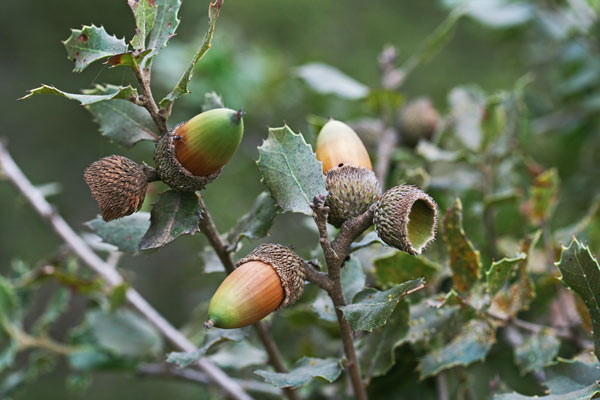 Quercus coccifera, Quercia coccifera, Quercia di Palestina, Quercia spinosa, Arroi, Landiri de arroi, Landiri marra, Landiri marru, Landiri maru, Orri, Orroi, Roi