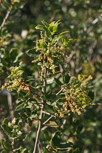 Quercus coccifera, Quercia coccifera, Quercia di Palestina, Quercia spinosa, Arroi, Landiri de arroi, Landiri marra, Landiri marru, Landiri maru, Orri, Orroi, Roi