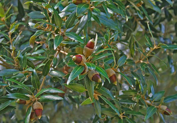 Quercus ilex, Elce, Leccio, Eliche, Eliga, Elighe, Eligi, Elizi, Eli’e, Ibixi, Iliche, Ilighe, Ilixi