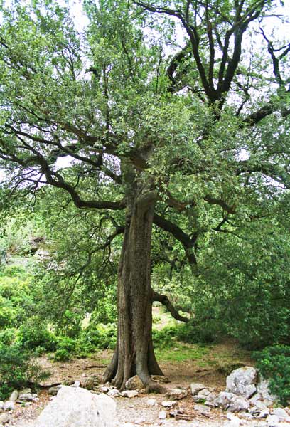 Quercus ilex, Elce, Leccio, Eliche, Eliga, Elighe, Eligi, Elizi, Eli’e, Ibixi, Iliche, Ilighe, Ilixi