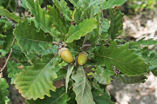 Quercus pubescens, Quercia pubescente, Roverella, Arroli, Chelcu, Chercu, Creccu, Orroele, Orroli, Ruara, Ruvura