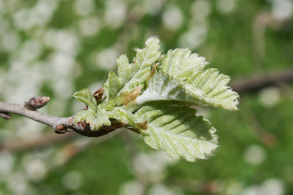 Quercus pubescens, Quercia pubescente, Roverella, Arroli, Chelcu, Chercu, Creccu, Orroele, Orroli, Ruara, Ruvura