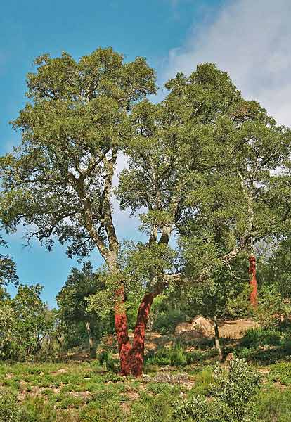 Quercus suber, Quercus suber, Quercia da sughero, Sughera, Chelcu suerinu, Ortigu, Suara, Suberju, Suelzu, Suergiu, Suerzu