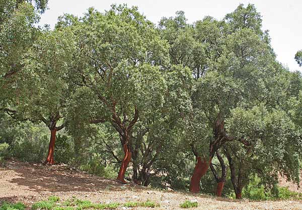 Quercus suber, Quercus suber, Quercia da sughero, Sughera, Chelcu suerinu, Ortigu, Suara, Suberju, Suelzu, Suergiu, Suerzu