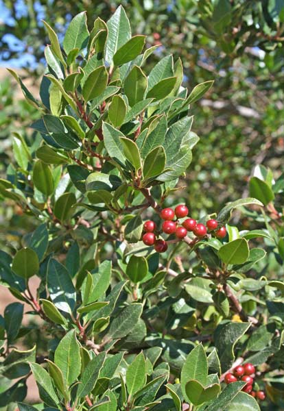 Rhamnus alaternus, Alaterno, Legno puzzo, Aladerru, Lau aresti, Lau mascu, Linna niedda, Sasima