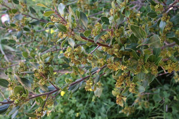 Rhamnus alaternus, Alaterno, Legno puzzo, Aladerru, Lau aresti, Lau mascu, Linna niedda, Sasima