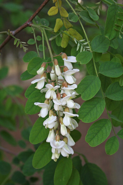 Robinia pseudoacacia, Falsa acacia, Gaggia, Robinia, Acassia, Accaciu aresti, Carruba aresta, Gaggia, Garzia