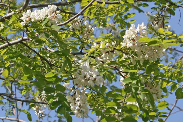 Robinia pseudoacacia, Falsa acacia, Gaggia, Robinia, Acassia, Accaciu aresti, Carruba aresta, Gaggia, Garzia