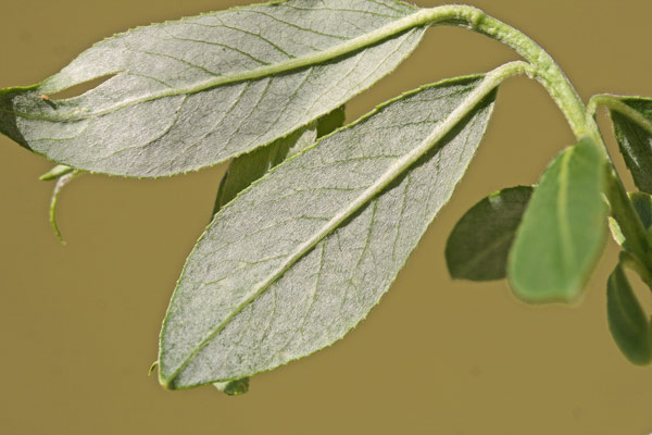 Salix alba, Salice bianco, Salighe, Salike, Salixi, Salligi, Sarpa, Srapa, Vesthiga