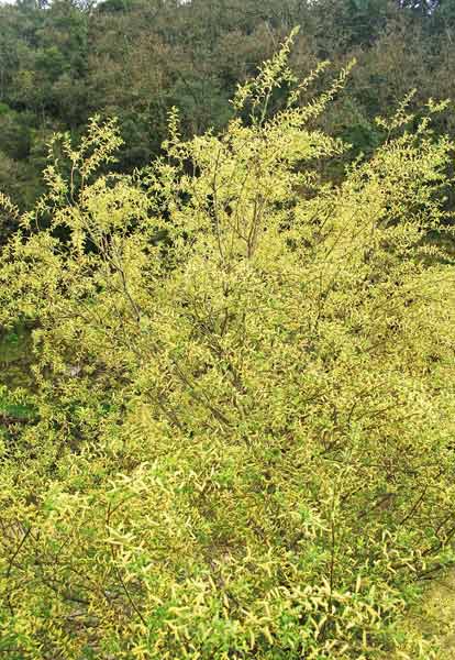 Salix alba, Salice bianco, Salighe, Salike, Salixi, Salligi, Sarpa, Srapa, Vesthiga