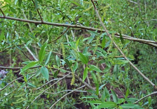 Salix fragilis, Salice fragile, Salighe, Salike, Salixi, Salligi, Srapa