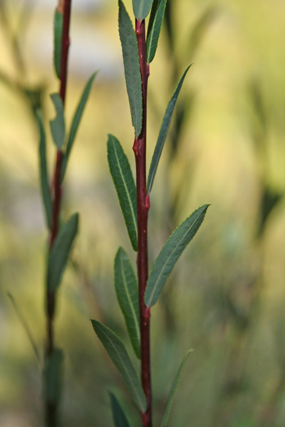Salix purpurea, Salice rosso, Ollasteddu de arriu, Ollastu de arriu, Salighe, Salixi