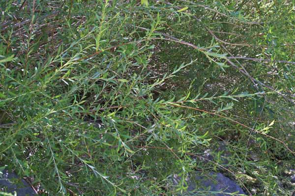 Salix purpurea, Salice rosso, Ollasteddu de arriu, Ollastu de arriu, Salighe, Salixi