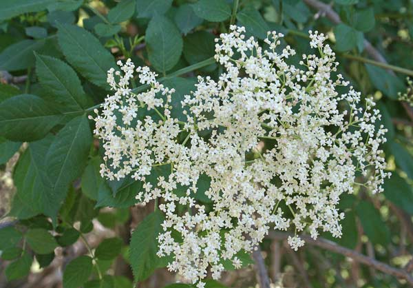 Sambucus nigra, Sambuco nero, Sabukku, Sambucu, Samucu mascu, Saukku, Scovedu