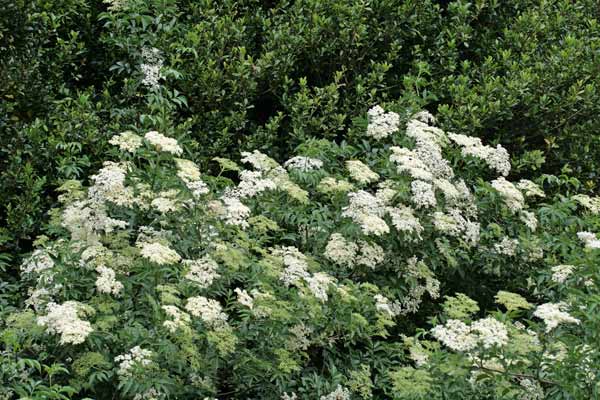 Sambucus nigra, Sambuco nero, Sabukku, Sambucu, Samucu mascu, Saukku, Scovedu