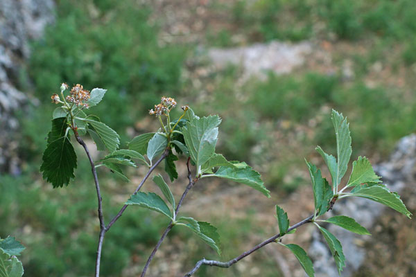 Sorbus aria, Farinaccio, Lazzeruolo di montagna, Rialto, Sorbo, Lazzarolu de monte