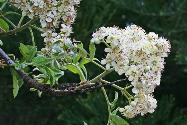 Sorbus domestica, Sorbo, Sorbo domestico, Sorba, Sroba, Supeiva, Supelvia, Superba, Suprevia