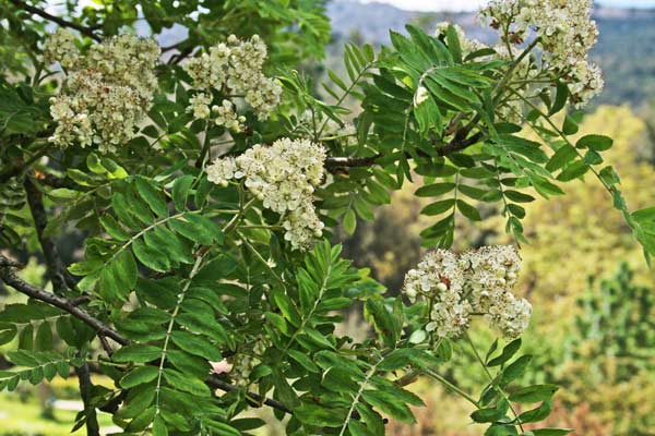 Sorbus domestica, Sorbo, Sorbo domestico, Sorba, Sroba, Supeiva, Supelvia, Superba, Suprevia